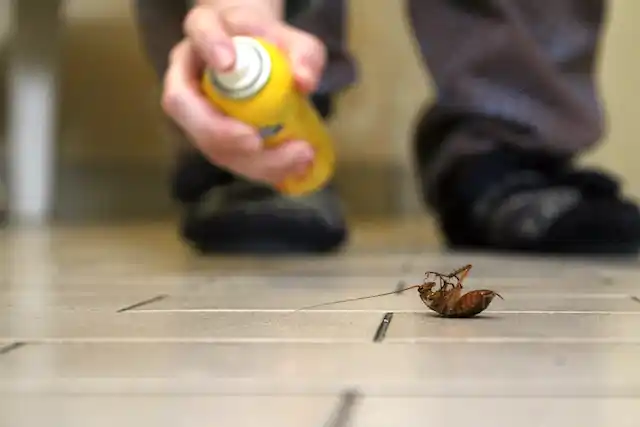 ongediertebestrijding Nij Altoenae